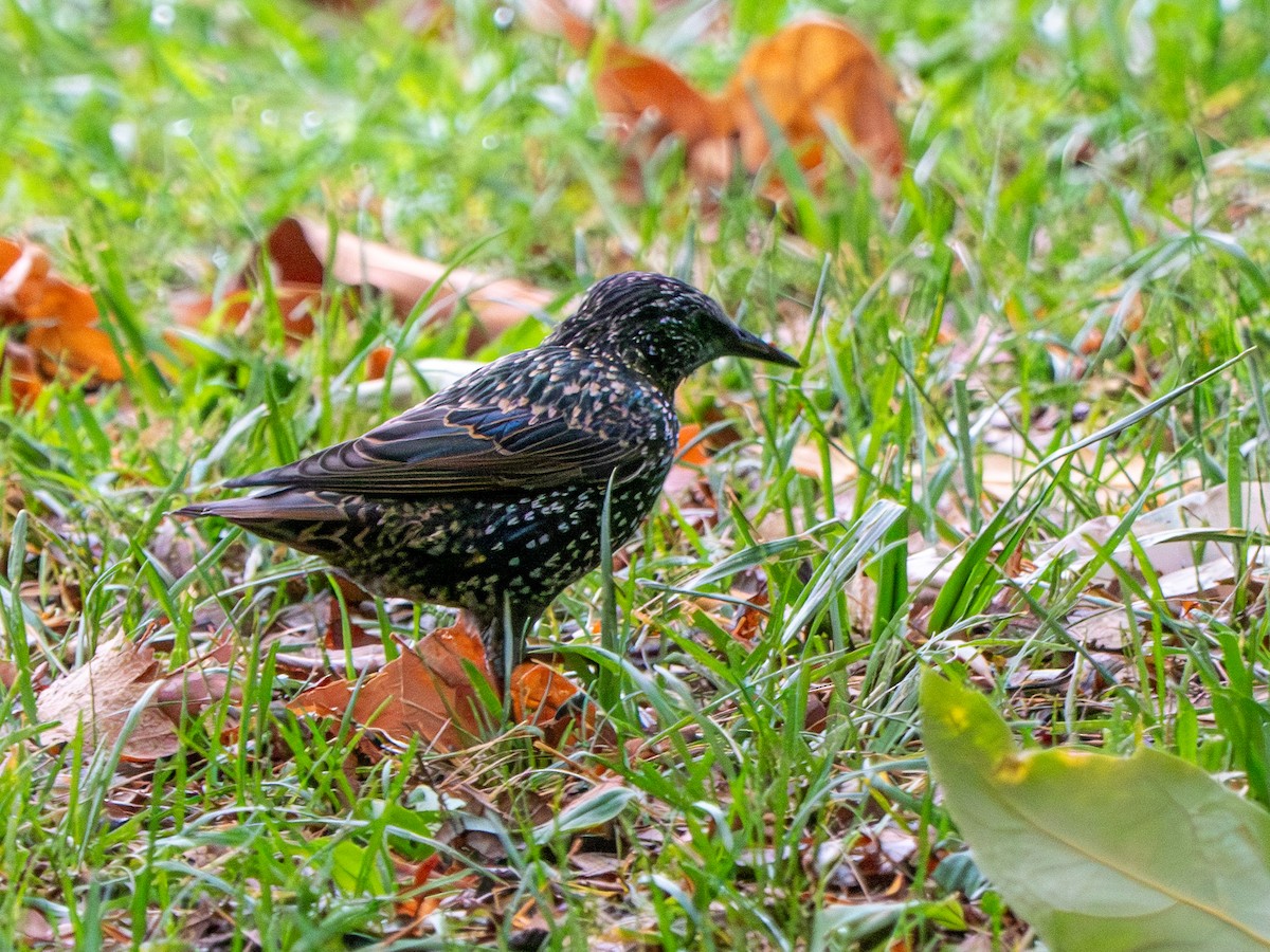 European Starling - ML623684355