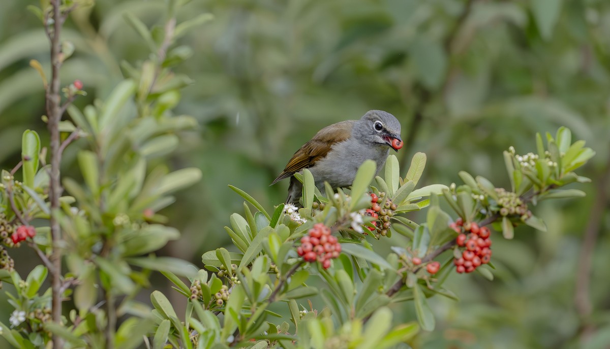 Brown-backed Solitaire - ML623684356