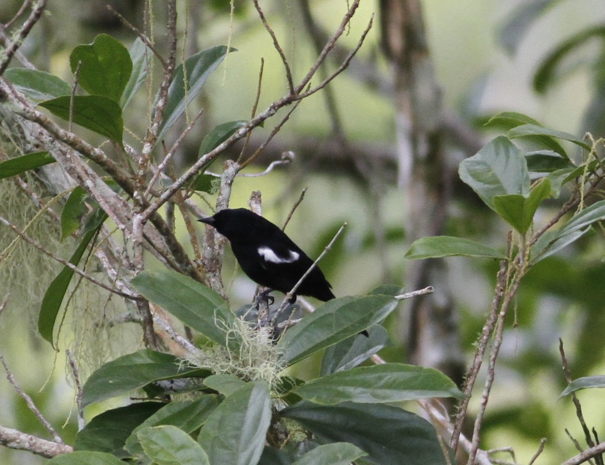 White-shouldered Tanager - ML623684362