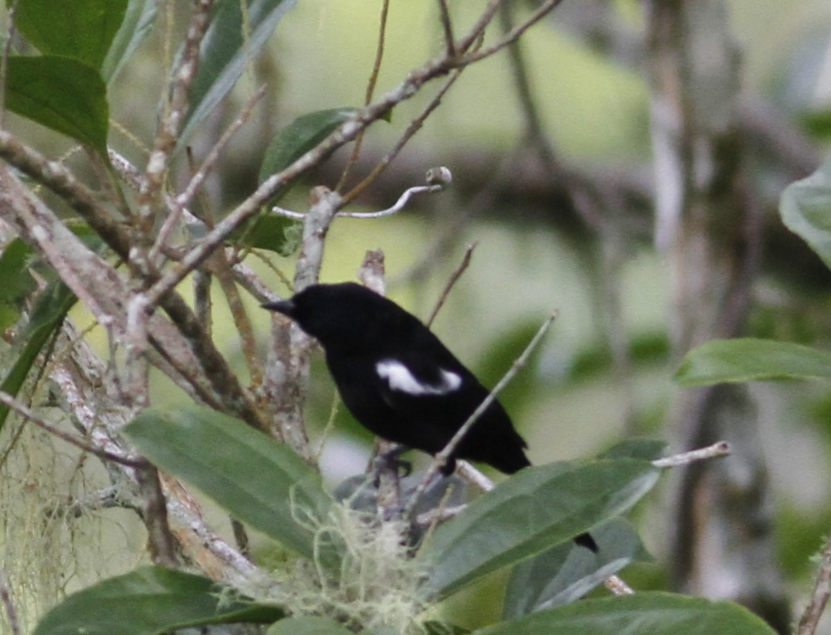 White-shouldered Tanager - Danny J Alvarado S