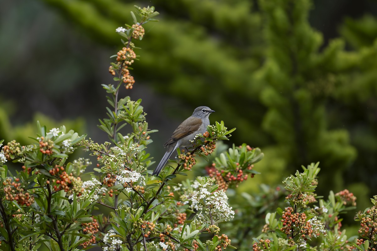 Brown-backed Solitaire - ML623684372