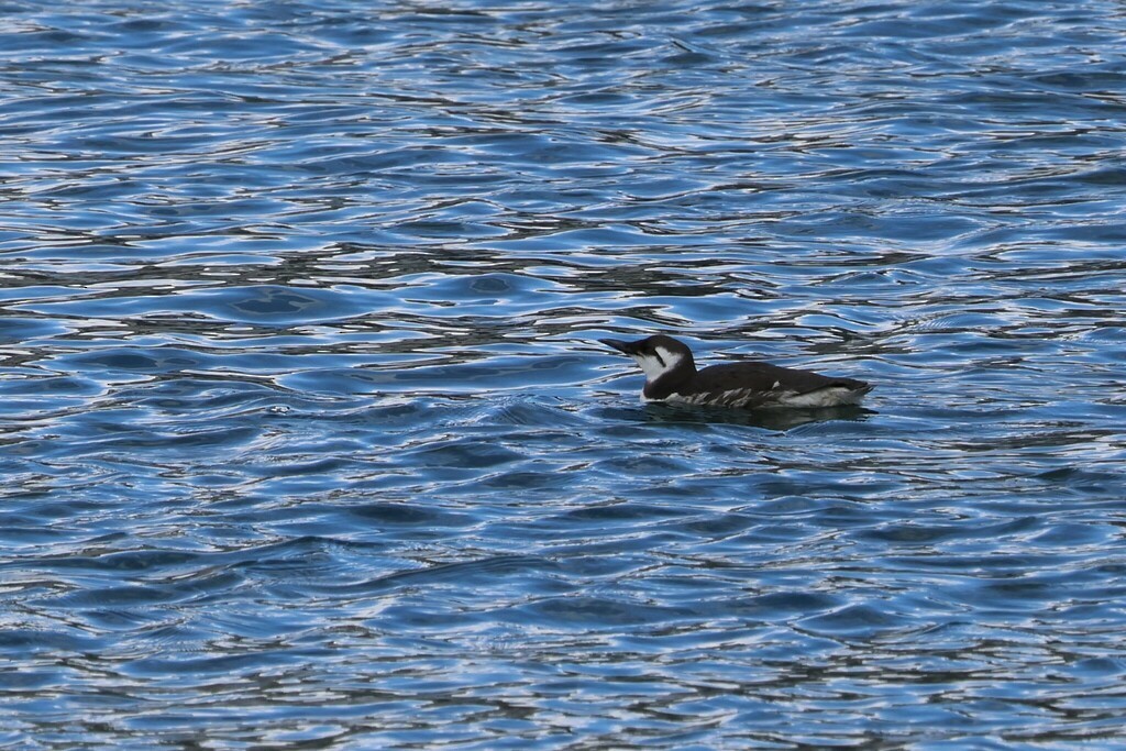 Common Murre - Diego González Dopico