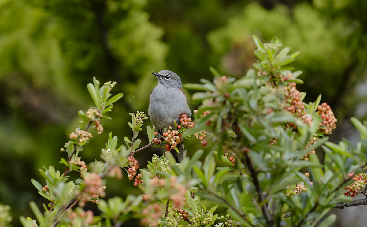 Brown-backed Solitaire - ML623684385