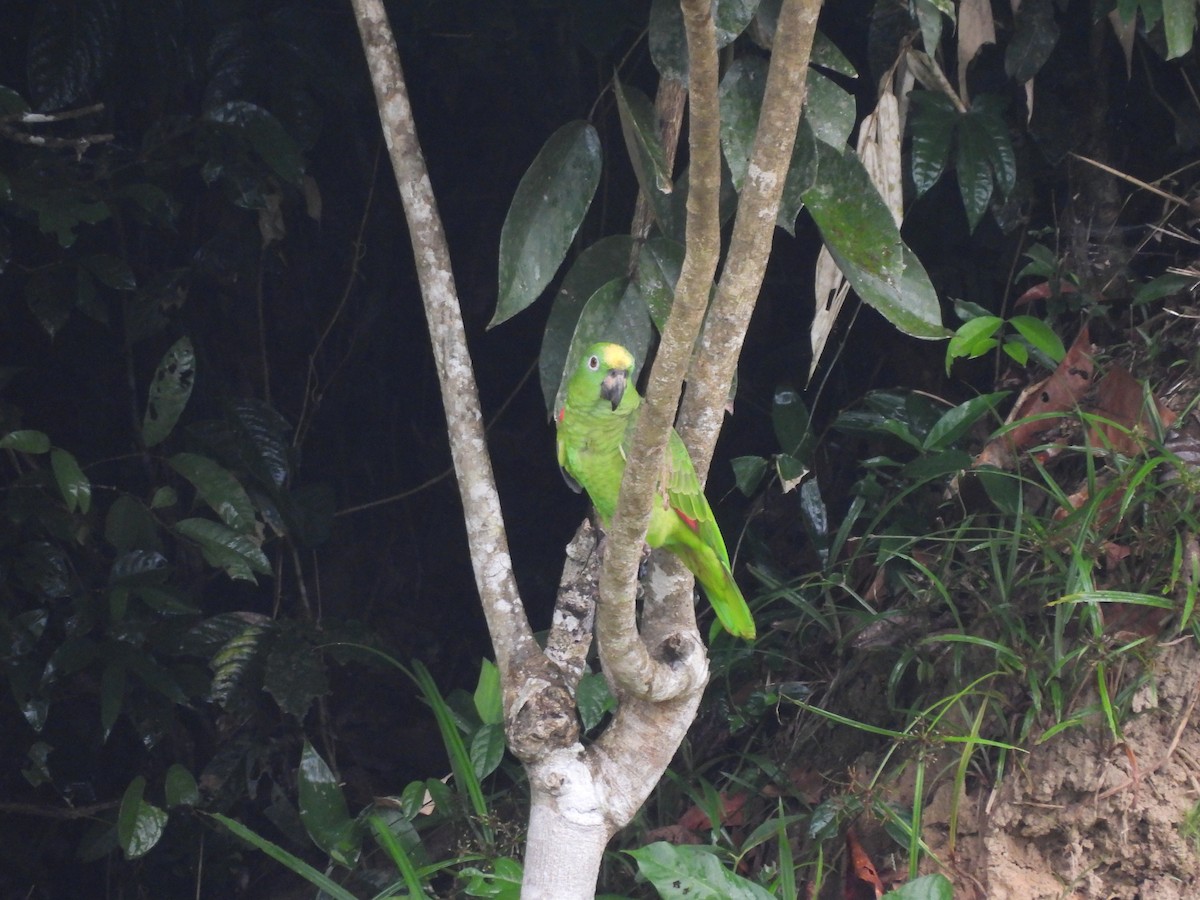 Yellow-crowned Parrot - ML623684390