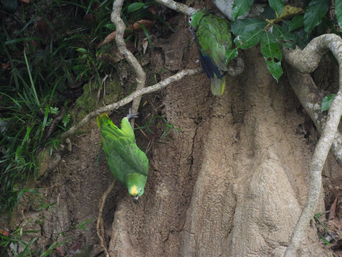 Yellow-crowned Parrot - ML623684391