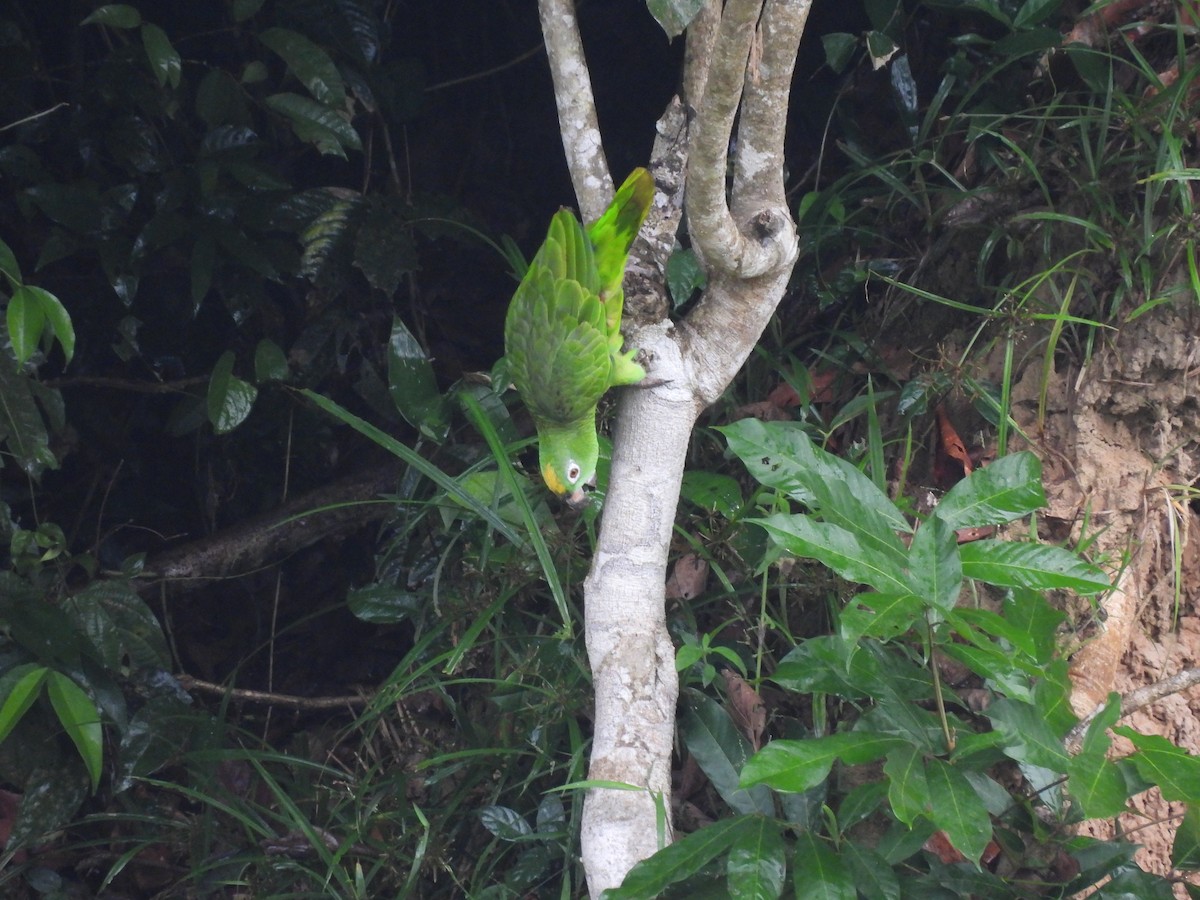 Yellow-crowned Parrot - ML623684393