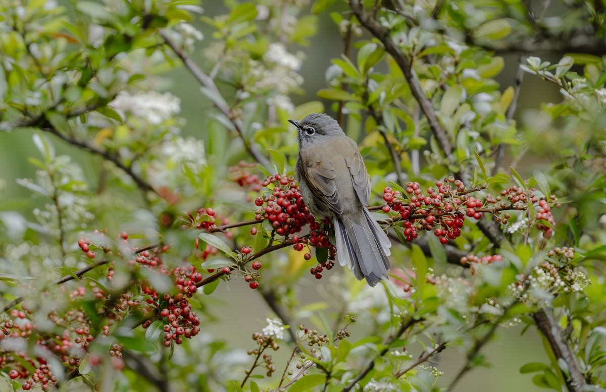 Brown-backed Solitaire - ML623684394