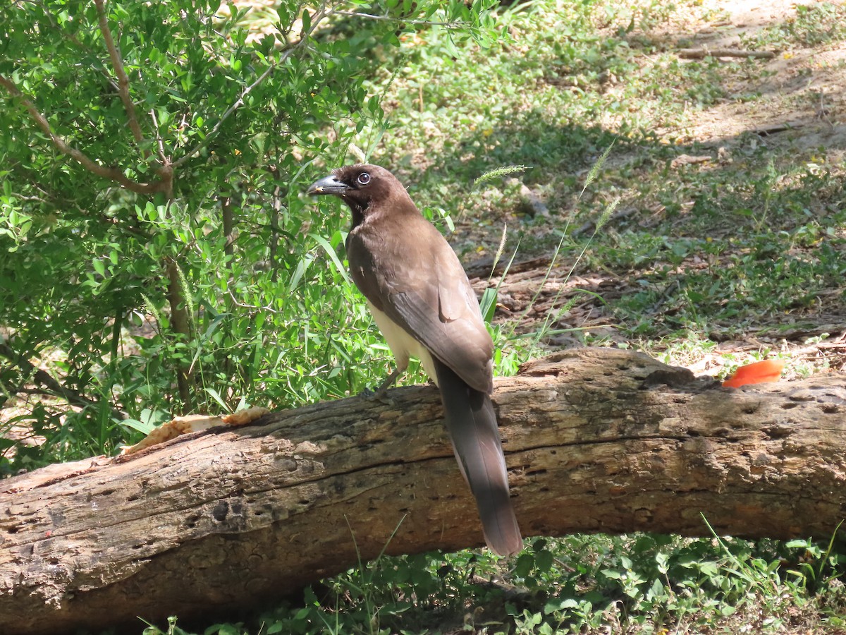 Brown Jay - Andrew Pratt