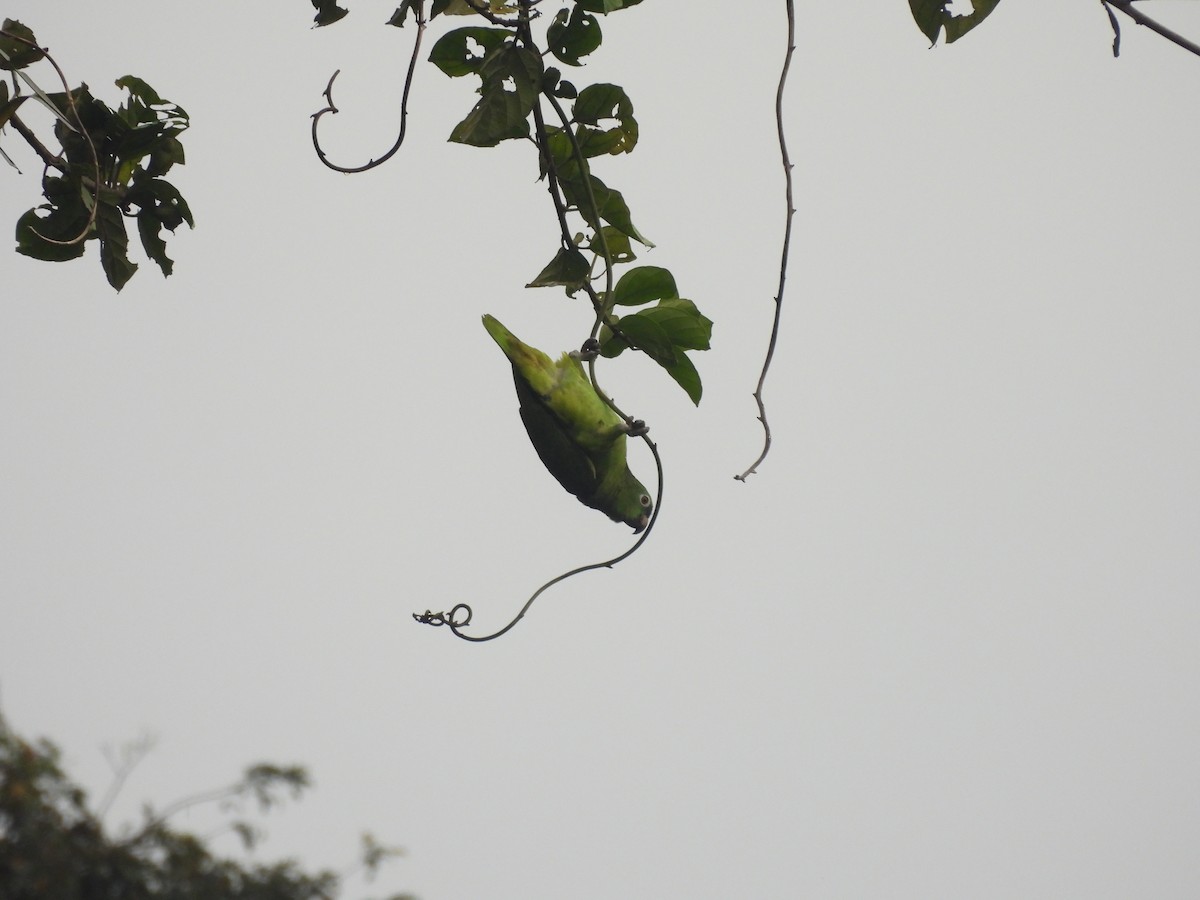 Yellow-crowned Parrot - ML623684413