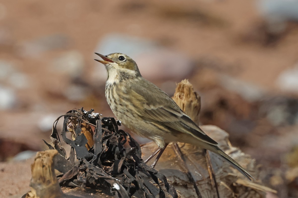 Pipit d'Amérique - ML623684414