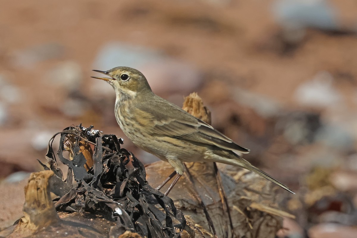 Pipit d'Amérique - ML623684415