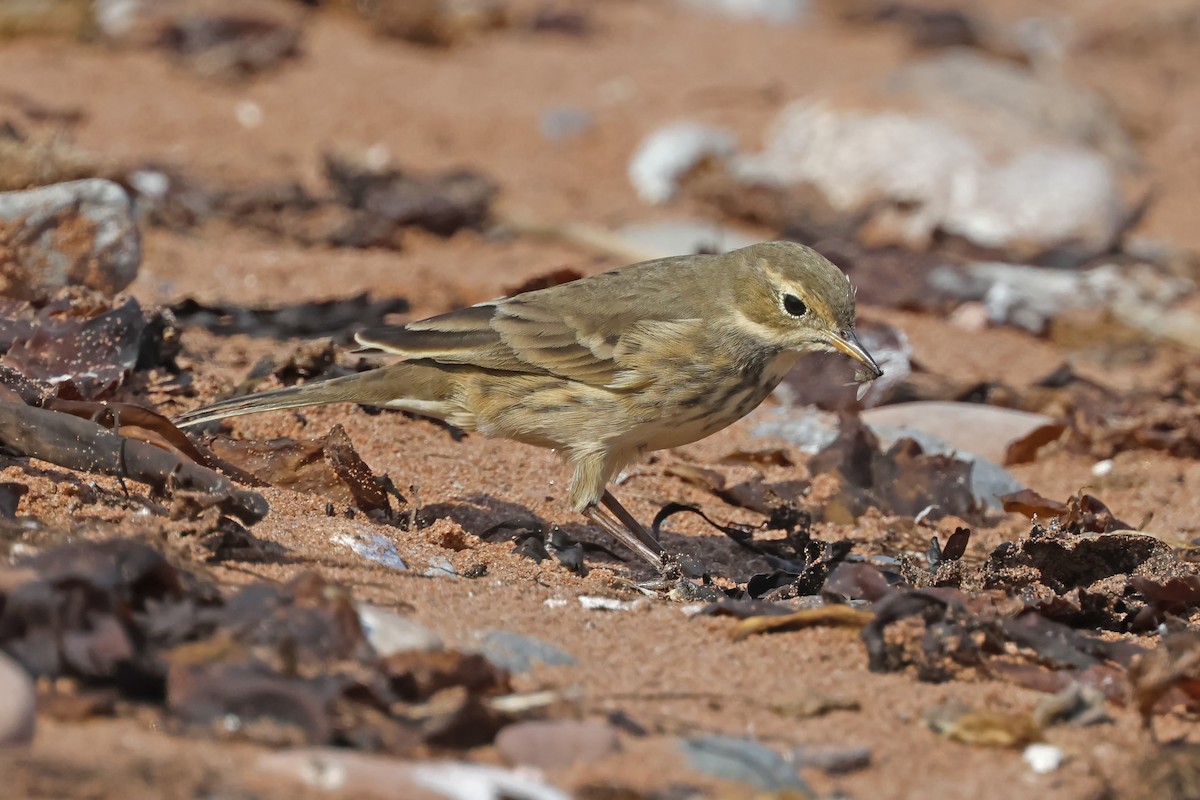 Pipit d'Amérique - ML623684416