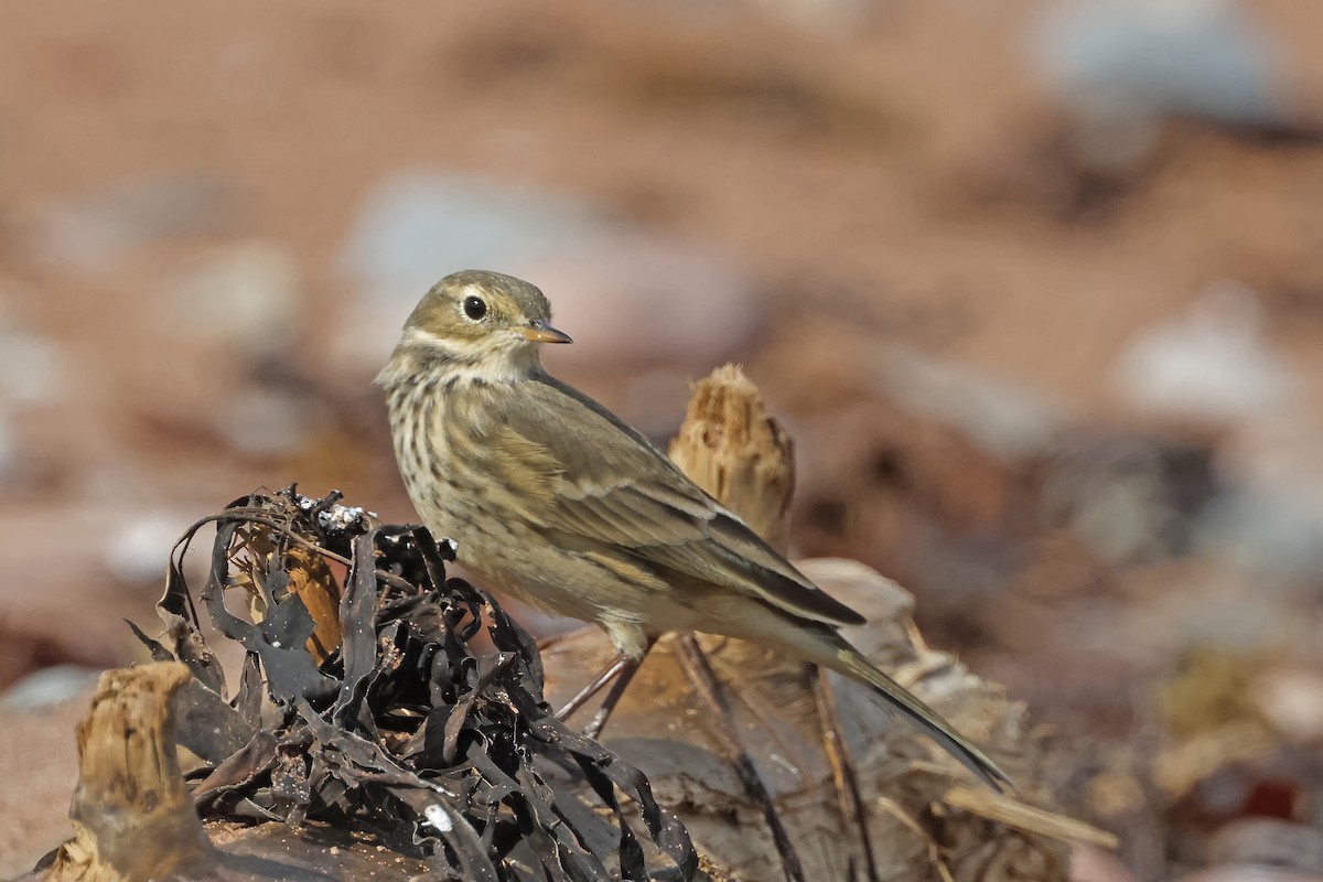 Pipit d'Amérique - ML623684417