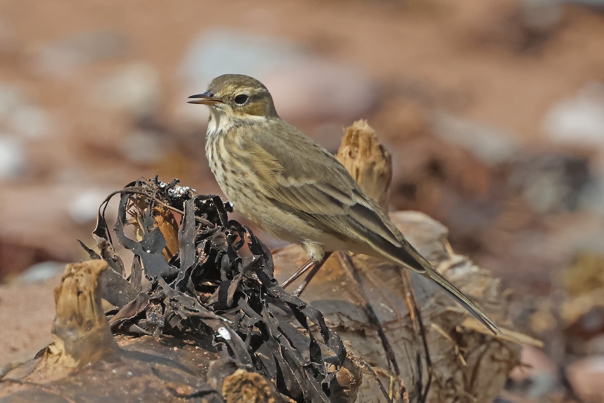 Pipit d'Amérique - ML623684418