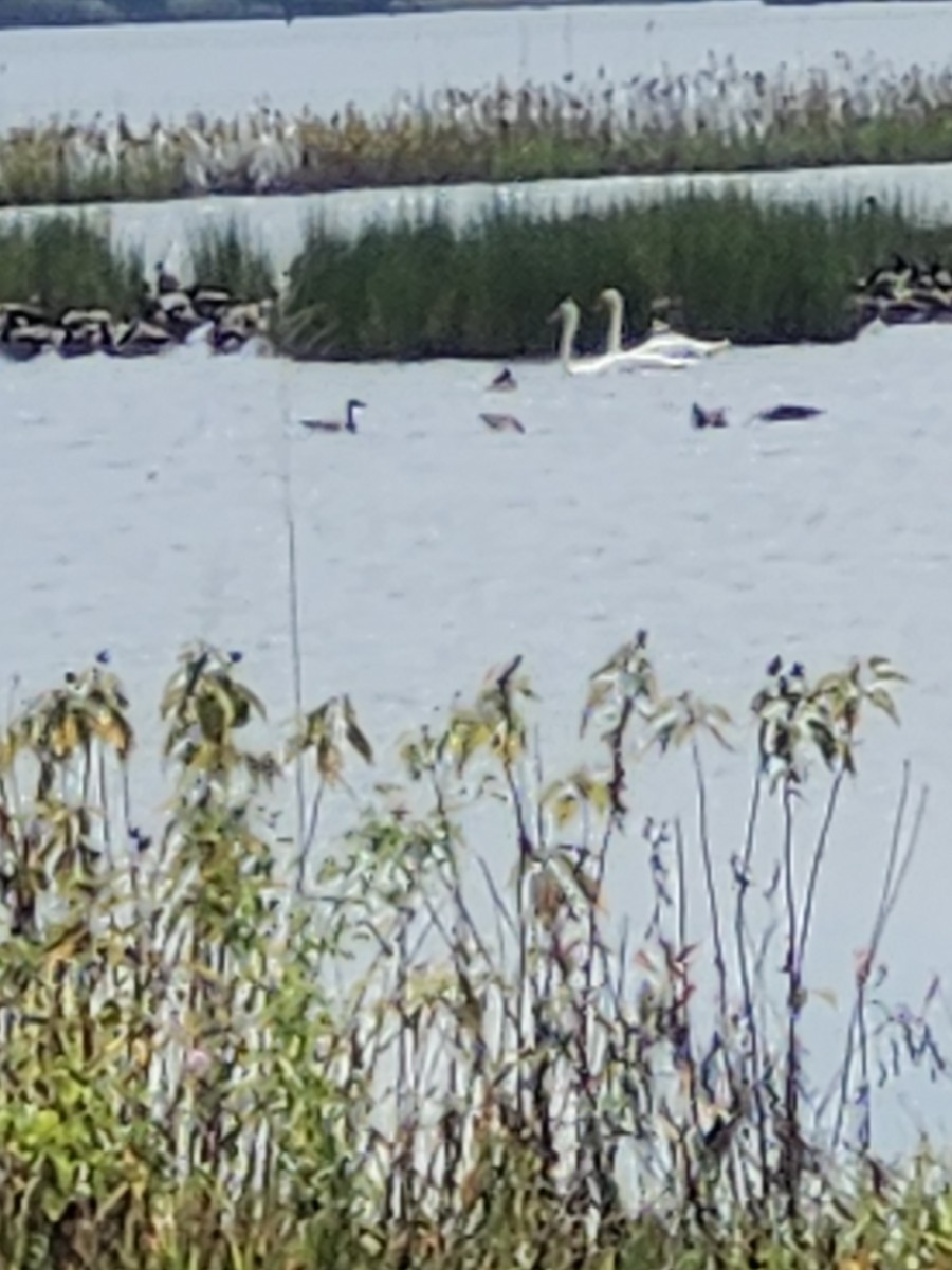 Mute Swan - ML623684449