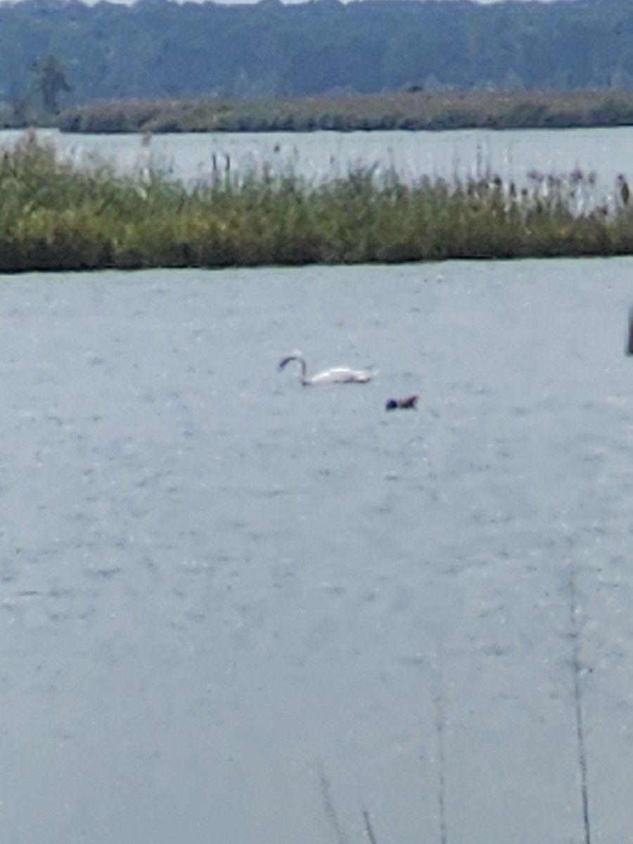 Mute Swan - ML623684450