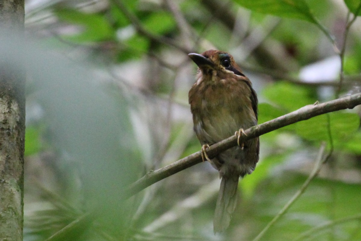 Tody Motmot - Ruth Simmons