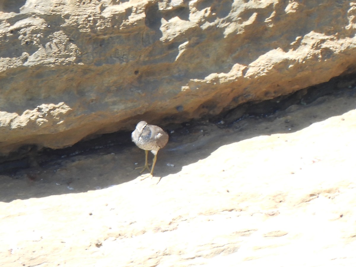 Wandering Tattler - ML623684470