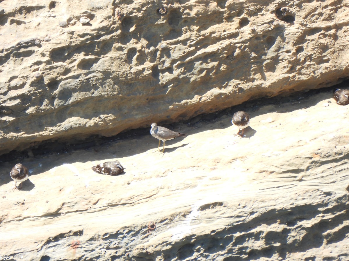 Wandering Tattler - ML623684471