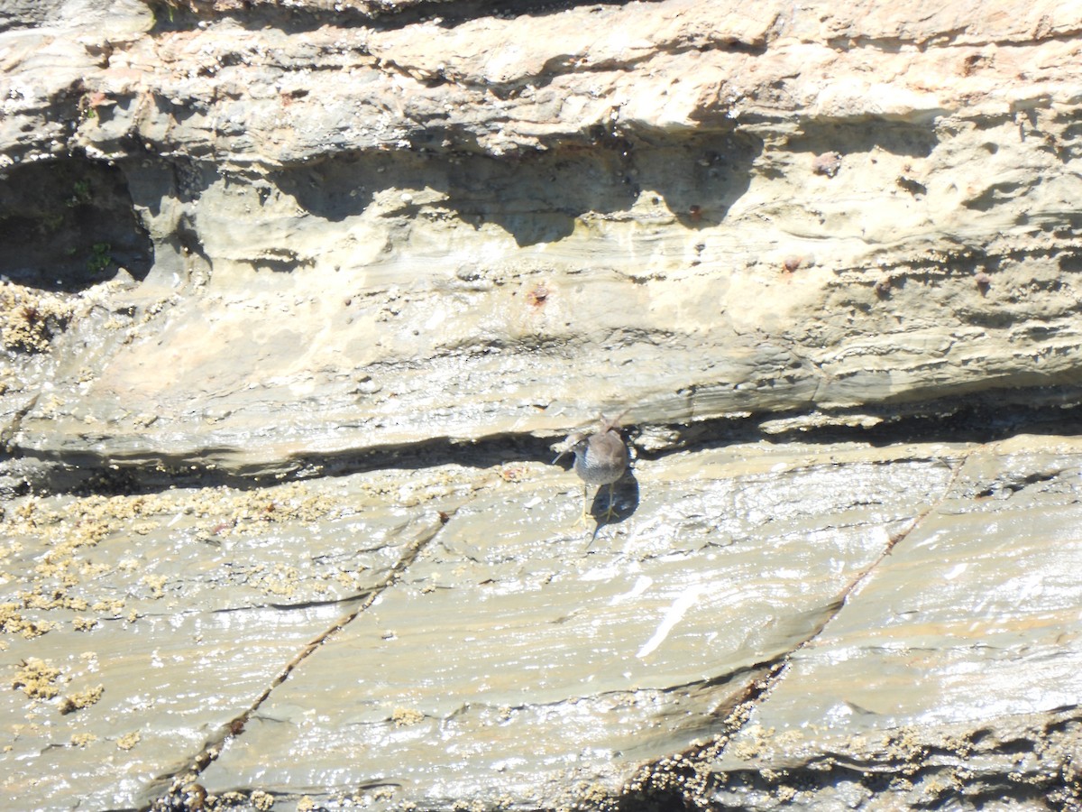 Wandering Tattler - ML623684472