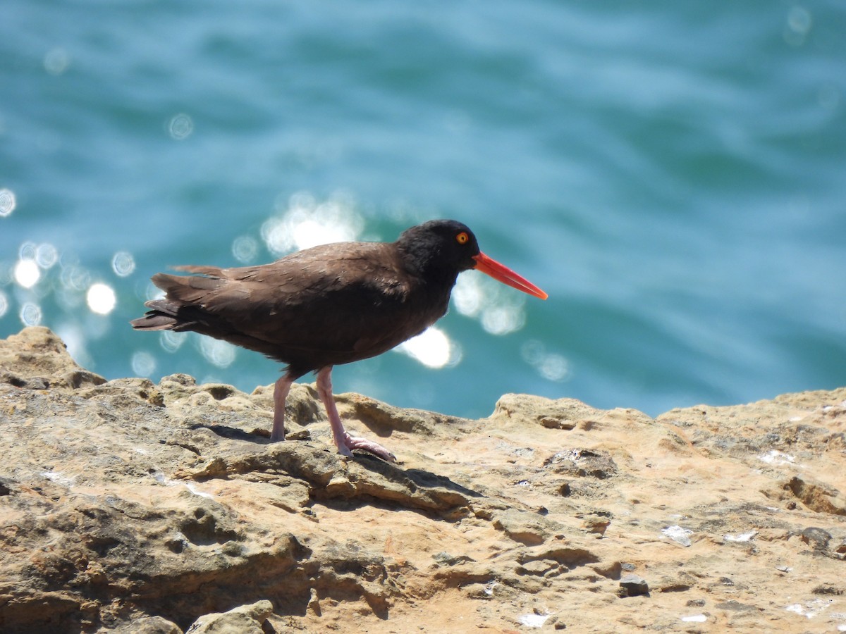 Black Oystercatcher - ML623684500