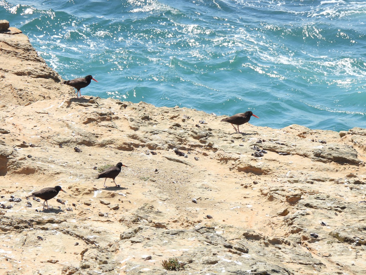 Black Oystercatcher - ML623684501