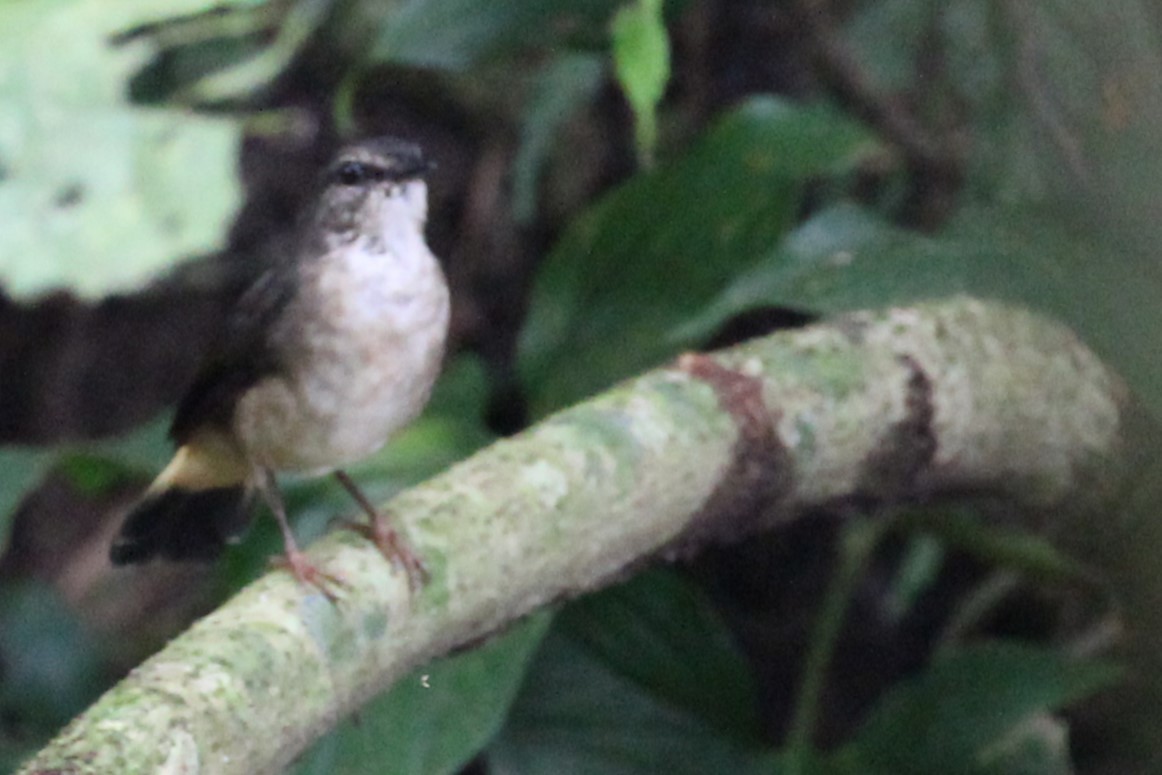 Buff-rumped Warbler - ML623684525