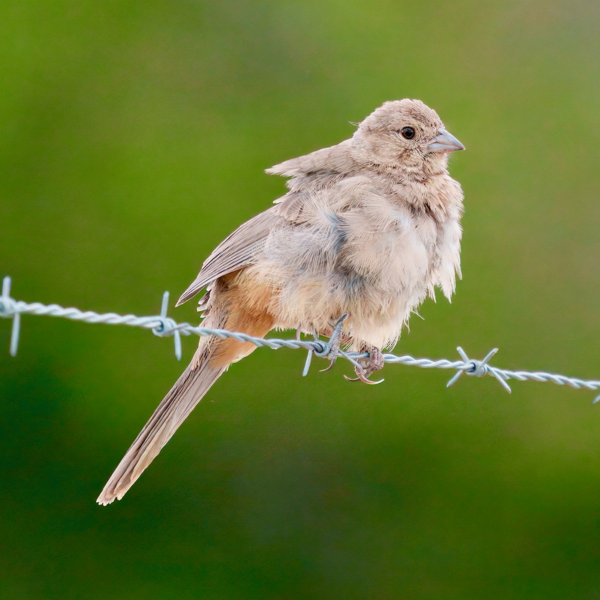 Canyon Towhee - ML623684533