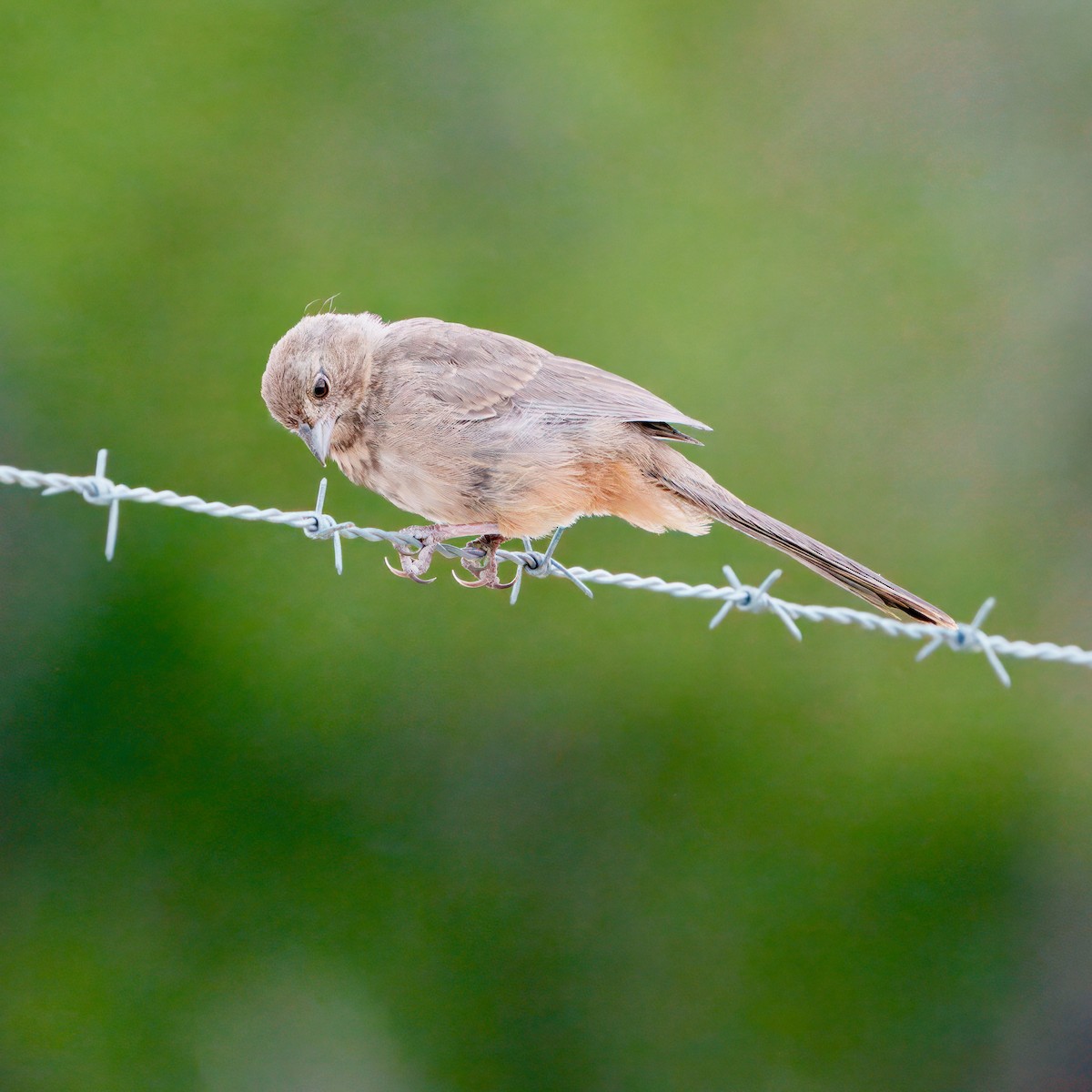 Canyon Towhee - ML623684535