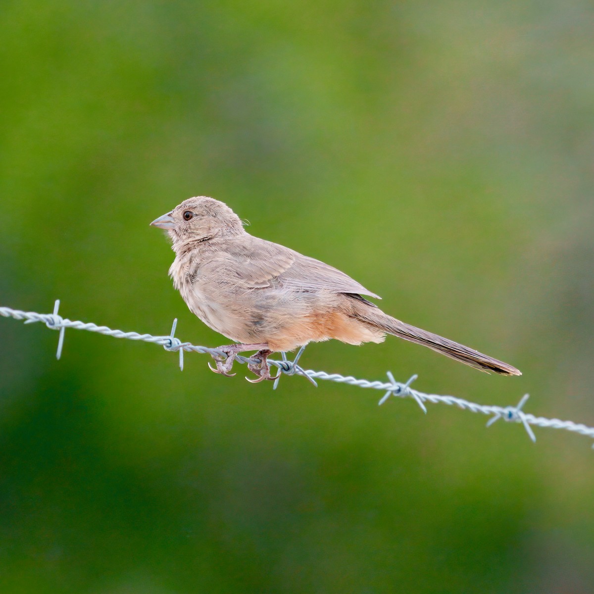 Canyon Towhee - ML623684536