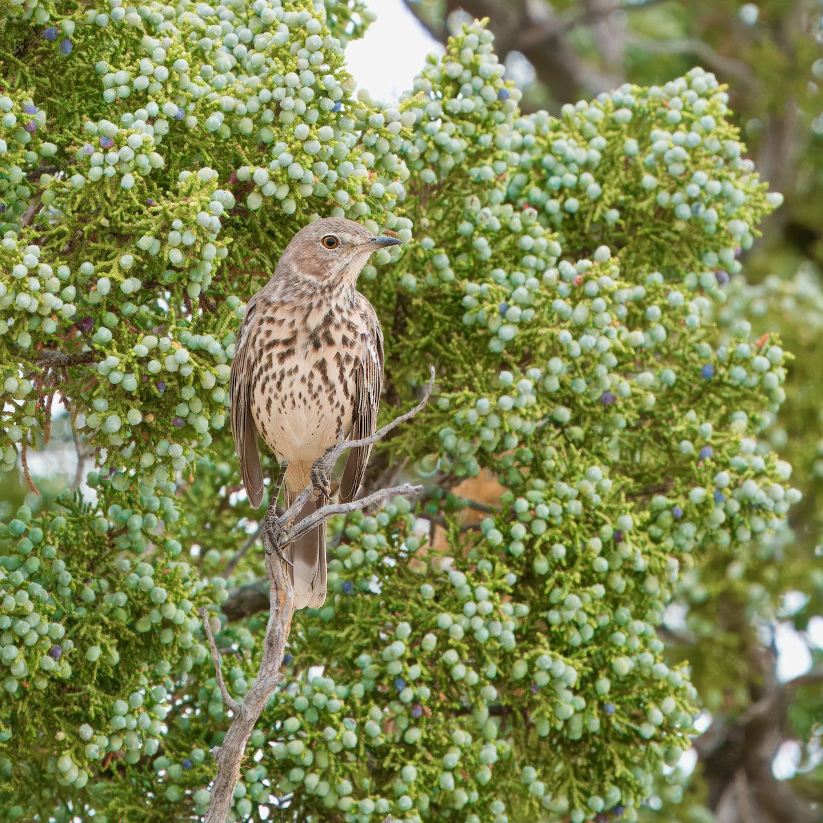 Sage Thrasher - ML623684543