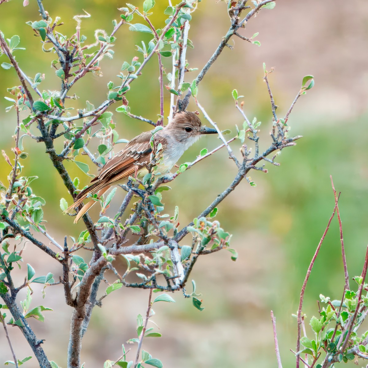 Ash-throated Flycatcher - ML623684552