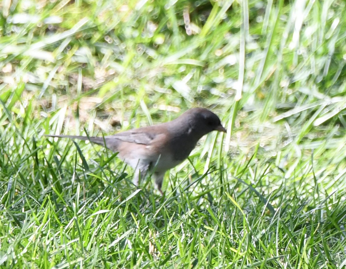 Dark-eyed Junco (Oregon) - ML623684640