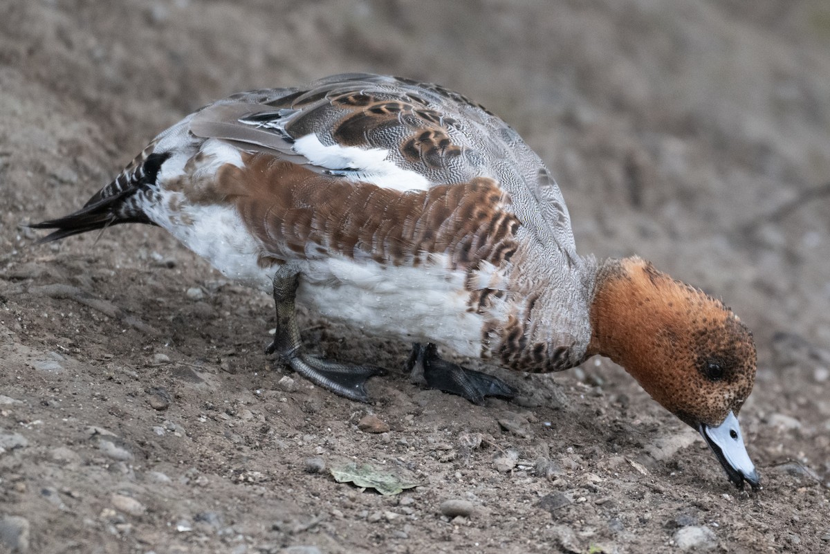 Eurasian Wigeon - ML623684679