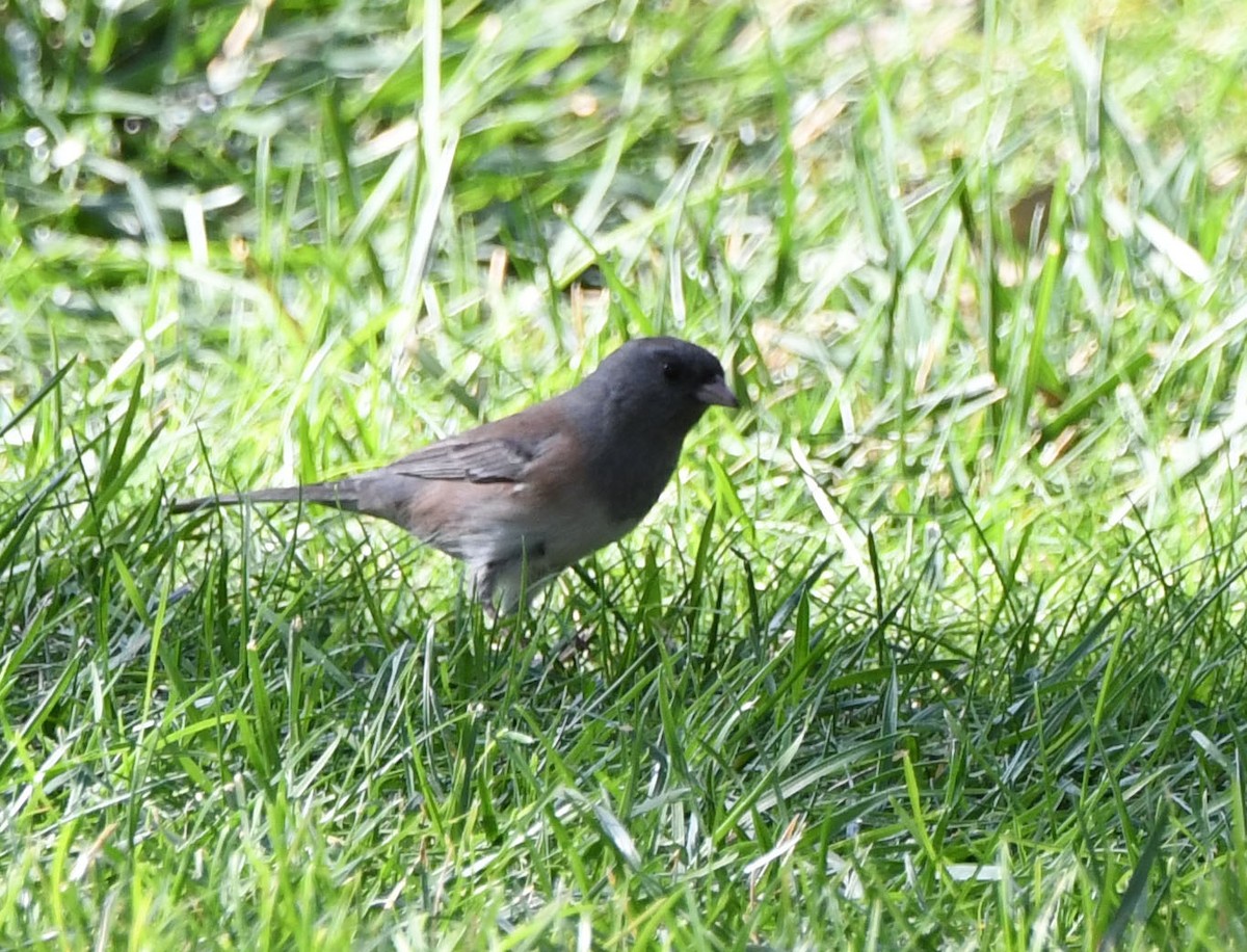 Dark-eyed Junco (Oregon) - ML623684691