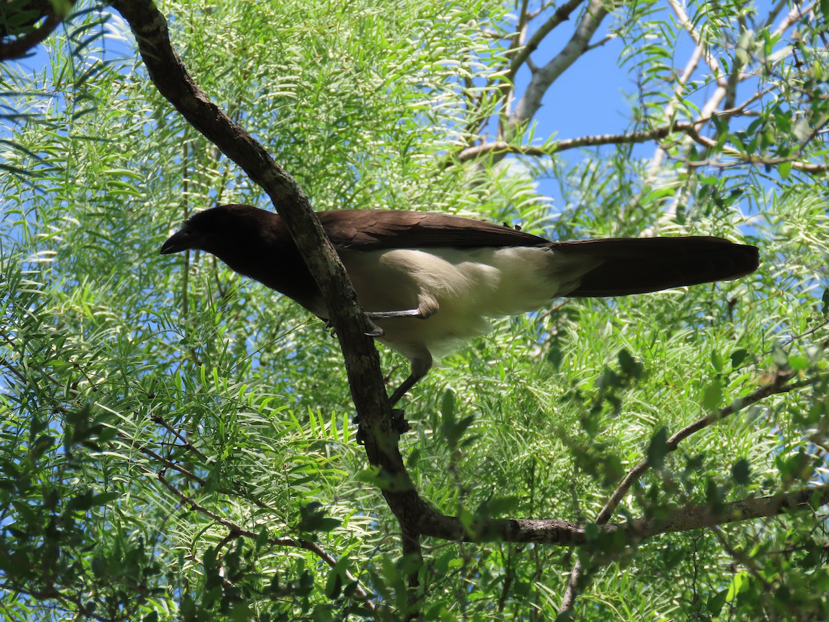 Brown Jay - Andrew Pratt