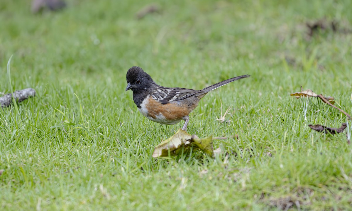 Spotted Towhee - ML623684740