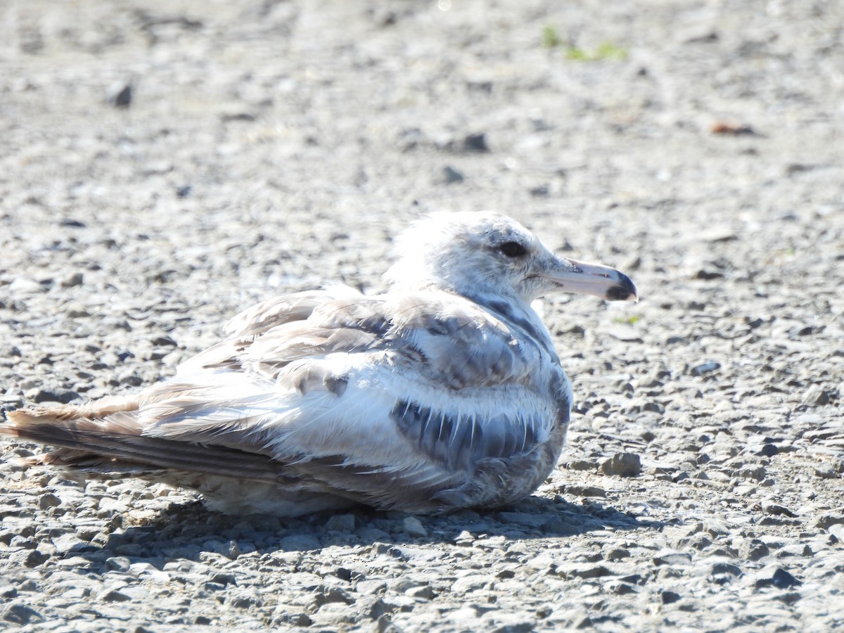 Glaucous-winged Gull - ML623684787