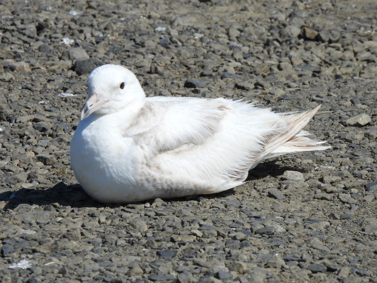 Glaucous-winged Gull - ML623684788