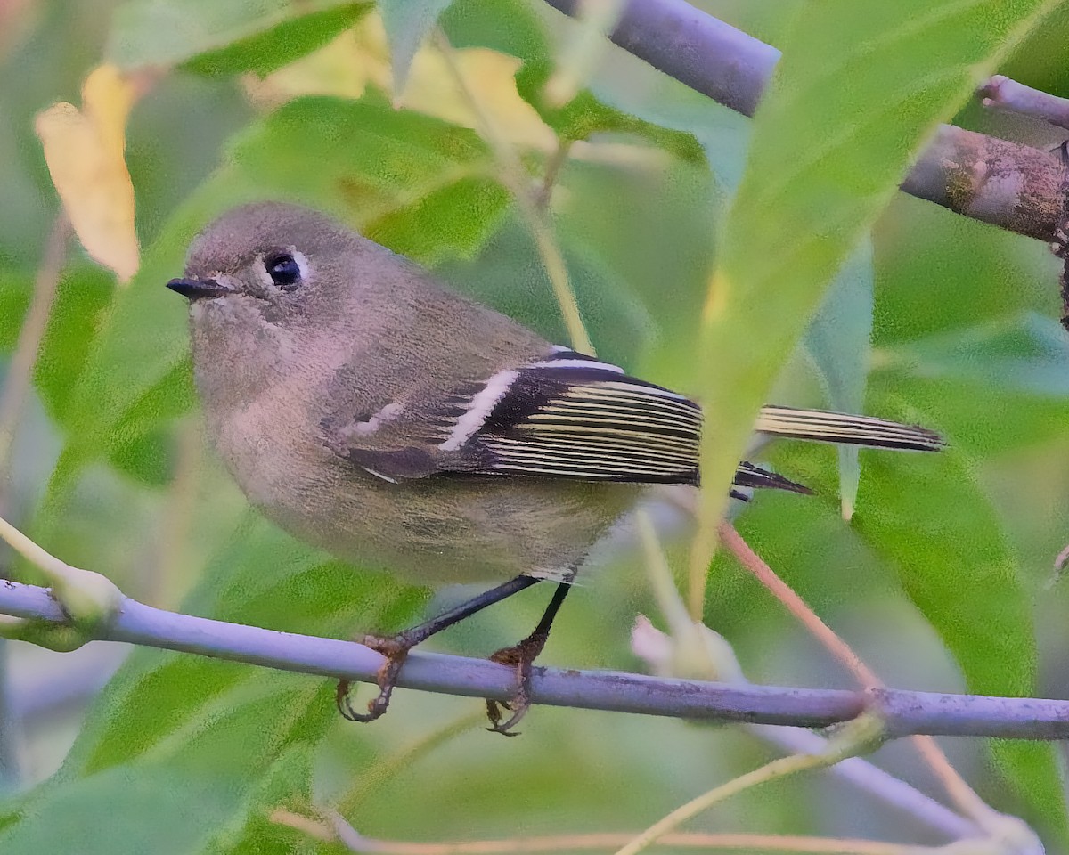 מלכילון אמריקני - ML623684806