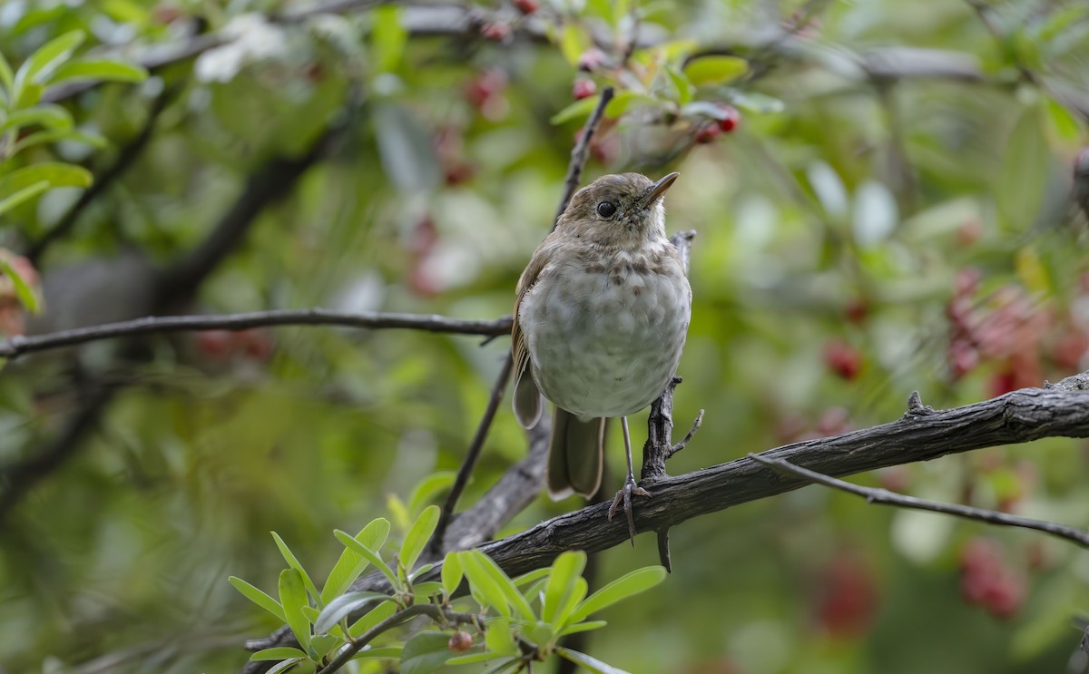 Russet Nightingale-Thrush - ML623684837