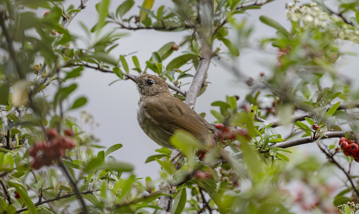 Russet Nightingale-Thrush - ML623684891