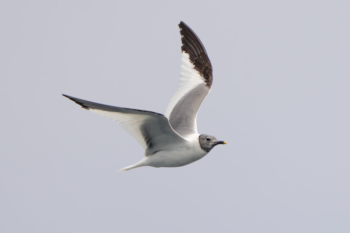 Sabine's Gull - Darren Clark