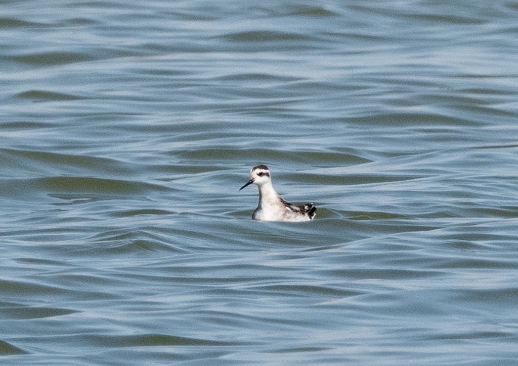 Red-necked Phalarope - Kevin Rutherford