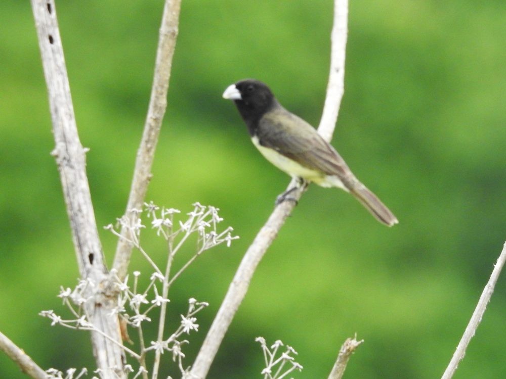 Yellow-bellied Seedeater - ML623685028