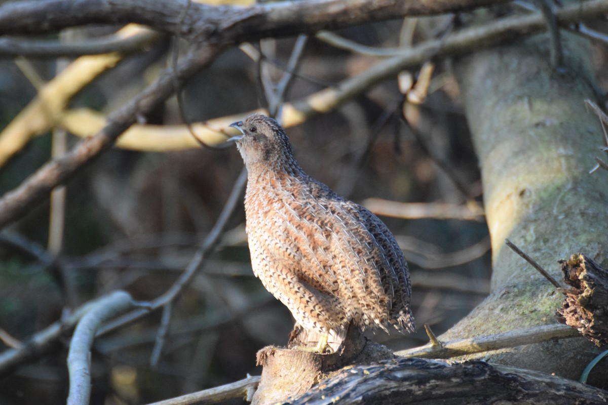 Brown Quail - ML623685046