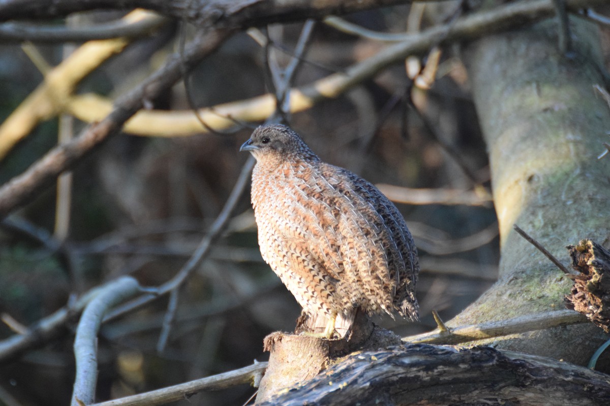 Brown Quail - ML623685064