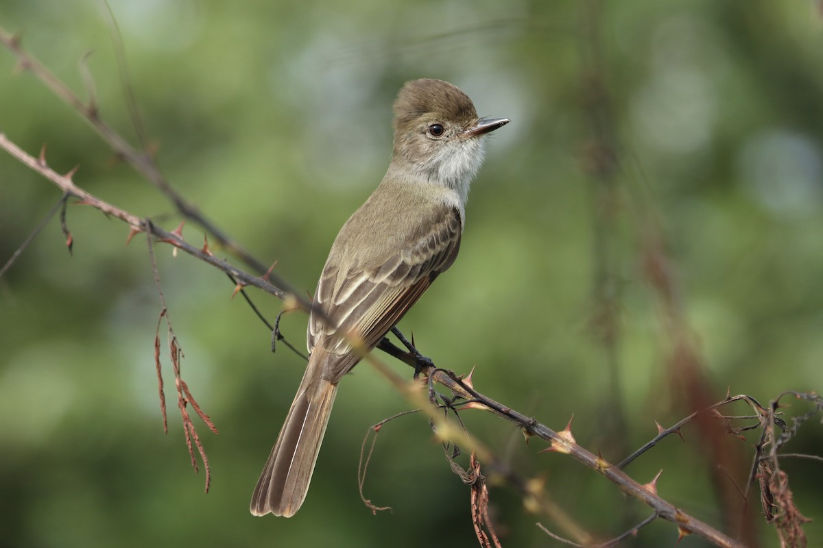 Nutting's Flycatcher - ML623685134