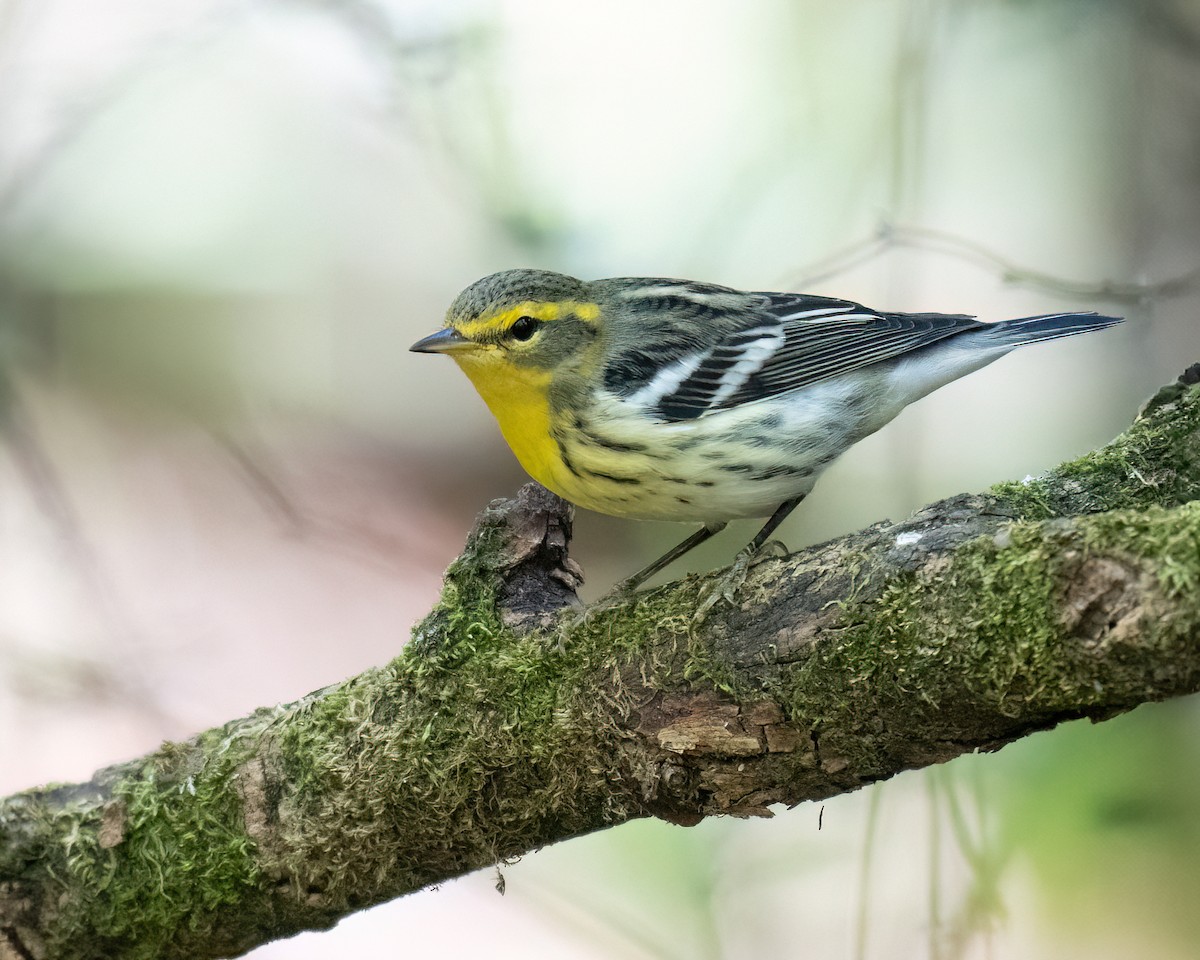 Blackburnian Warbler - Russell Brown