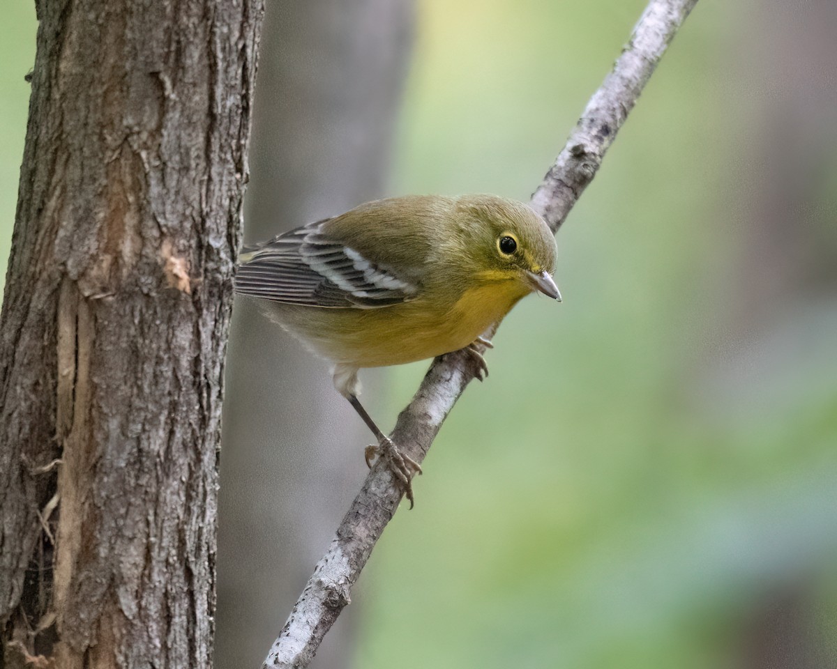 Pine Warbler - Russell Brown